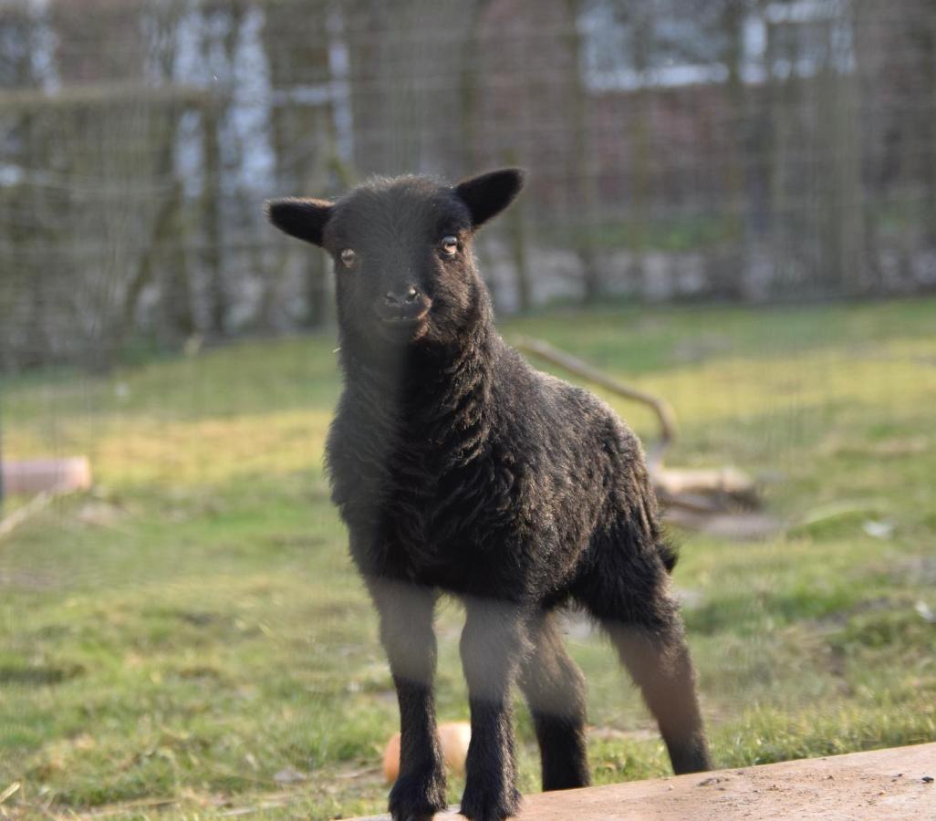 Vakantiewoning Wurfeldermolen Maaseik Bagian luar foto